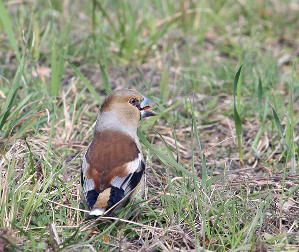 Frosone - Coccothraustes coccothraustes